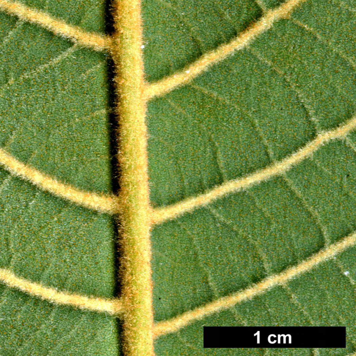 High resolution image: Family: Betulaceae - Genus: Alnus - Taxon: lanata